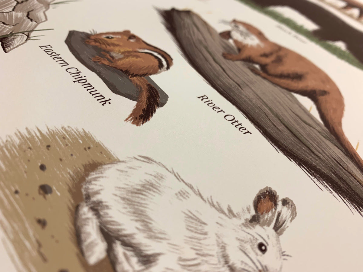 洋書 CLASSIC NATURAL HISTORY PRINTS MAMMALS 洋書 CLASSIC NATURAL HISTORY PRINTS MAMMALS CLASSIC NATURAL