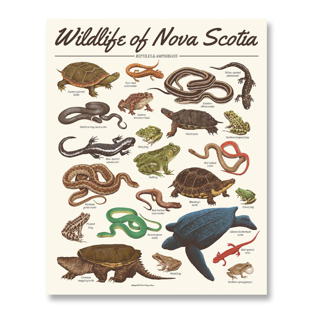 Wildlife of Nova Scotia: Reptiles and Amphibians – Midnight Oil