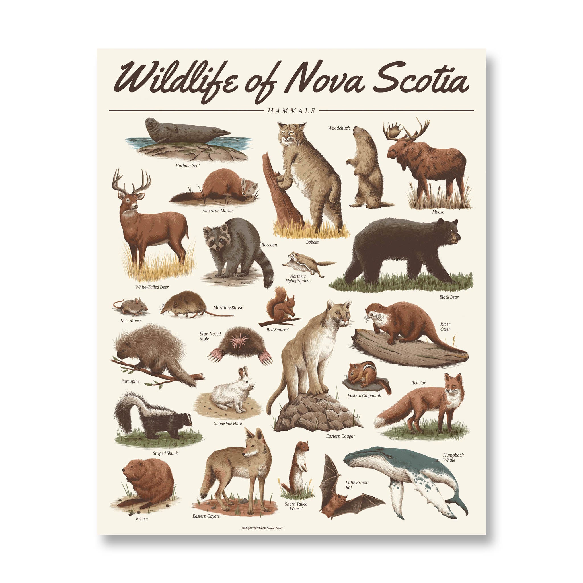 Vintage Animal Print, Mammal Chart French Biology Poster