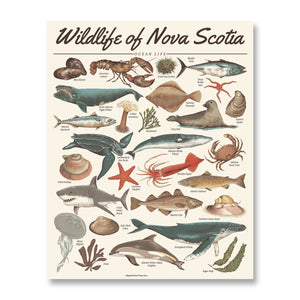 Wildlife of Nova Scotia: Ocean Life Print