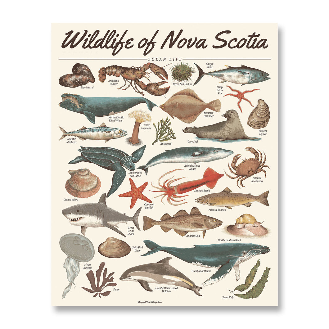 Wildlife of Nova Scotia: Ocean Life Print
