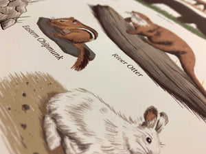 Wildlife of Nova Scotia: Mammals Print
